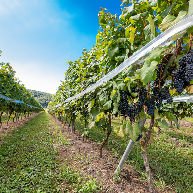 YOAKENO 天王原北杜の雫2022
