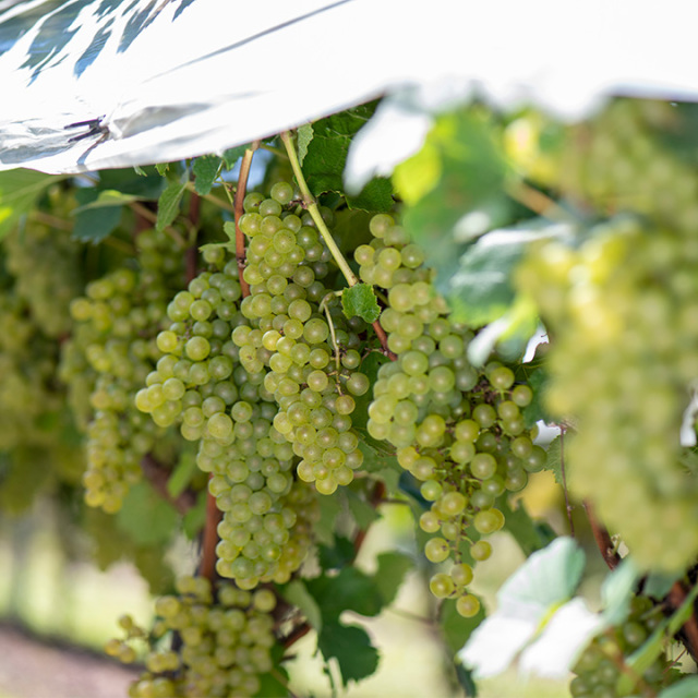 YOAKENO 天王原シャルドネスパークリング2023