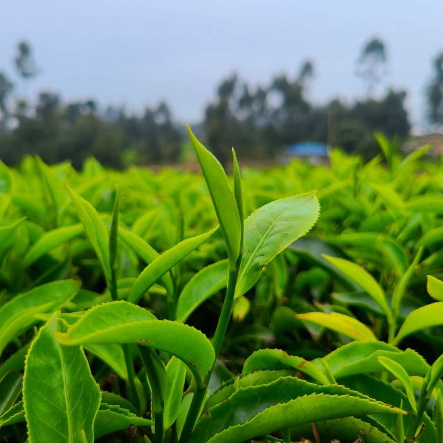 ケニア紅茶