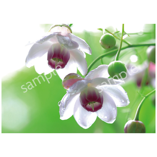 水彩画　八ヶ岳の柳生博さんの森 水彩画 八ヶ岳の柳生博さんの森