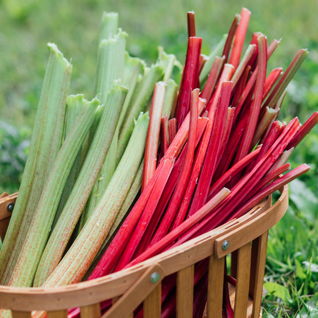 ドライルバーブ　かぼちゃん農園　八ヶ岳　赤いルバーブ