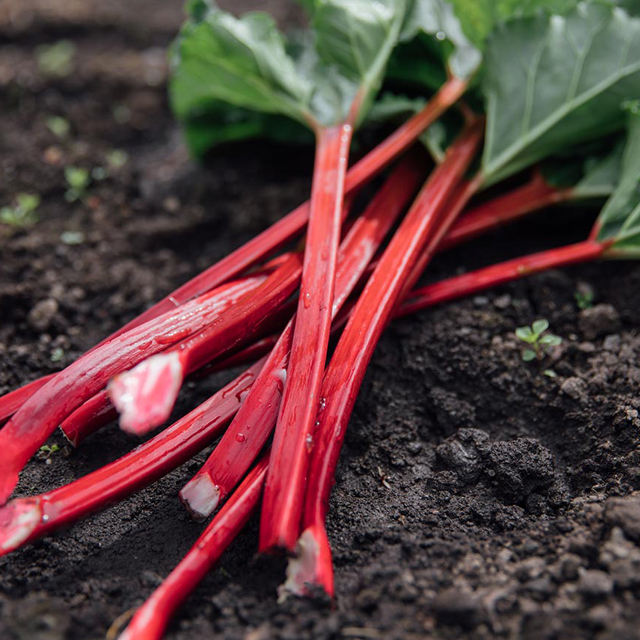 ドライルバーブ　かぼちゃん農園　八ヶ岳　赤いルバーブ