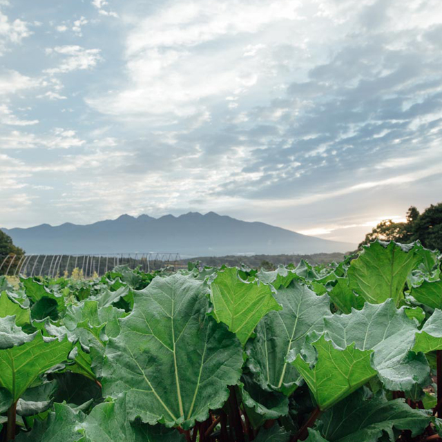 ドライルバーブ　かぼちゃん農園　八ヶ岳　赤いルバーブ