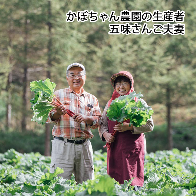 ドライルバーブ　かぼちゃん農園　八ヶ岳　赤いルバーブ