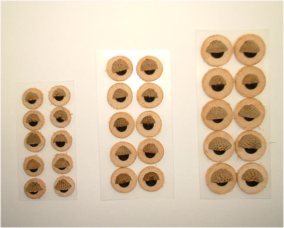 合板瞼目　EB-GM002