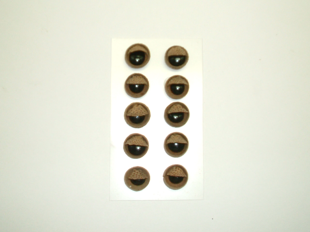 どんぐり瞼目　EB-DM001