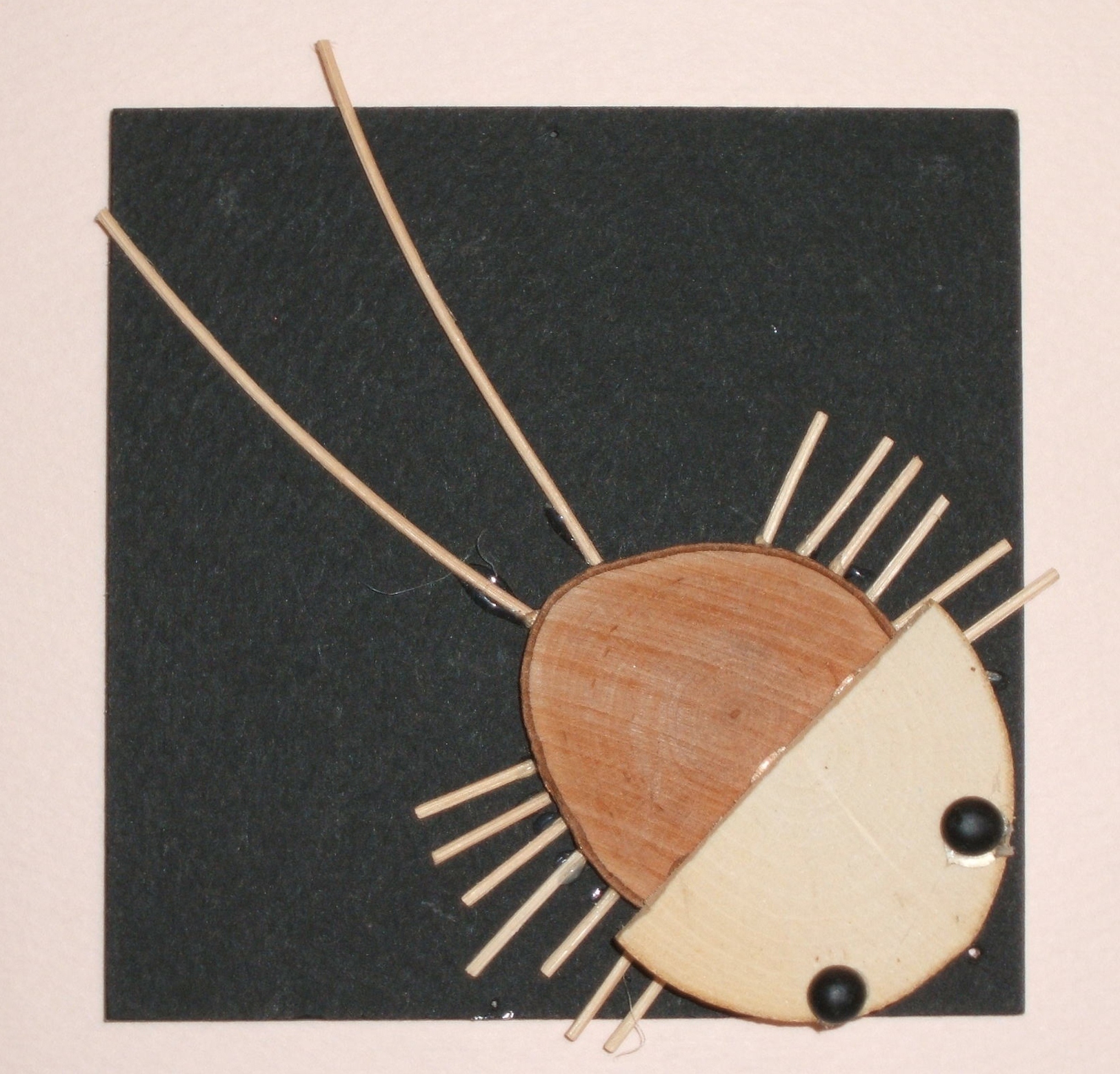 カブトガニ　CK100-D010