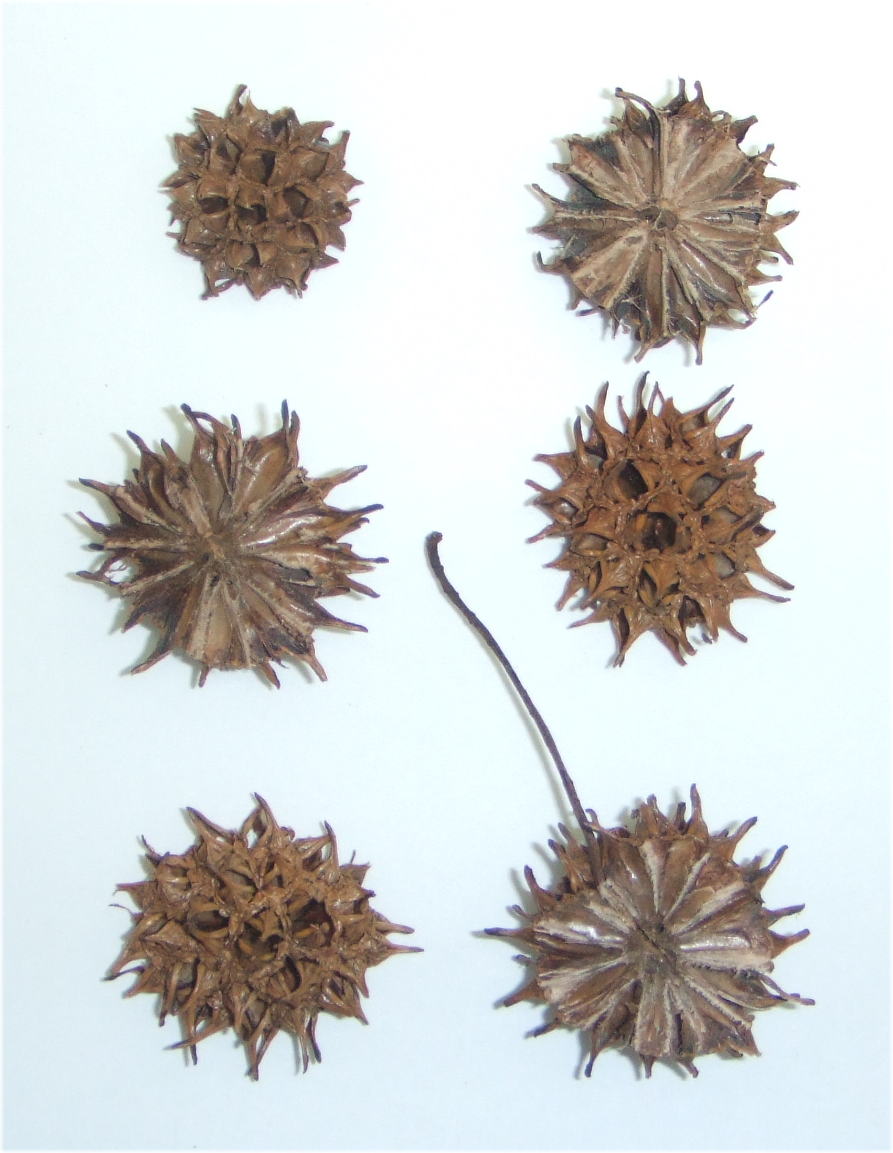 KM30-B002モミジバフウ（半切り）