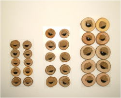 ウッド瞼目　EB-WM002