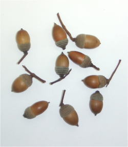 ＫＭ20-Ａ002どんぐり（カシ科笠付き）