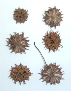 KM30-B002モミジバフウ（半切り）