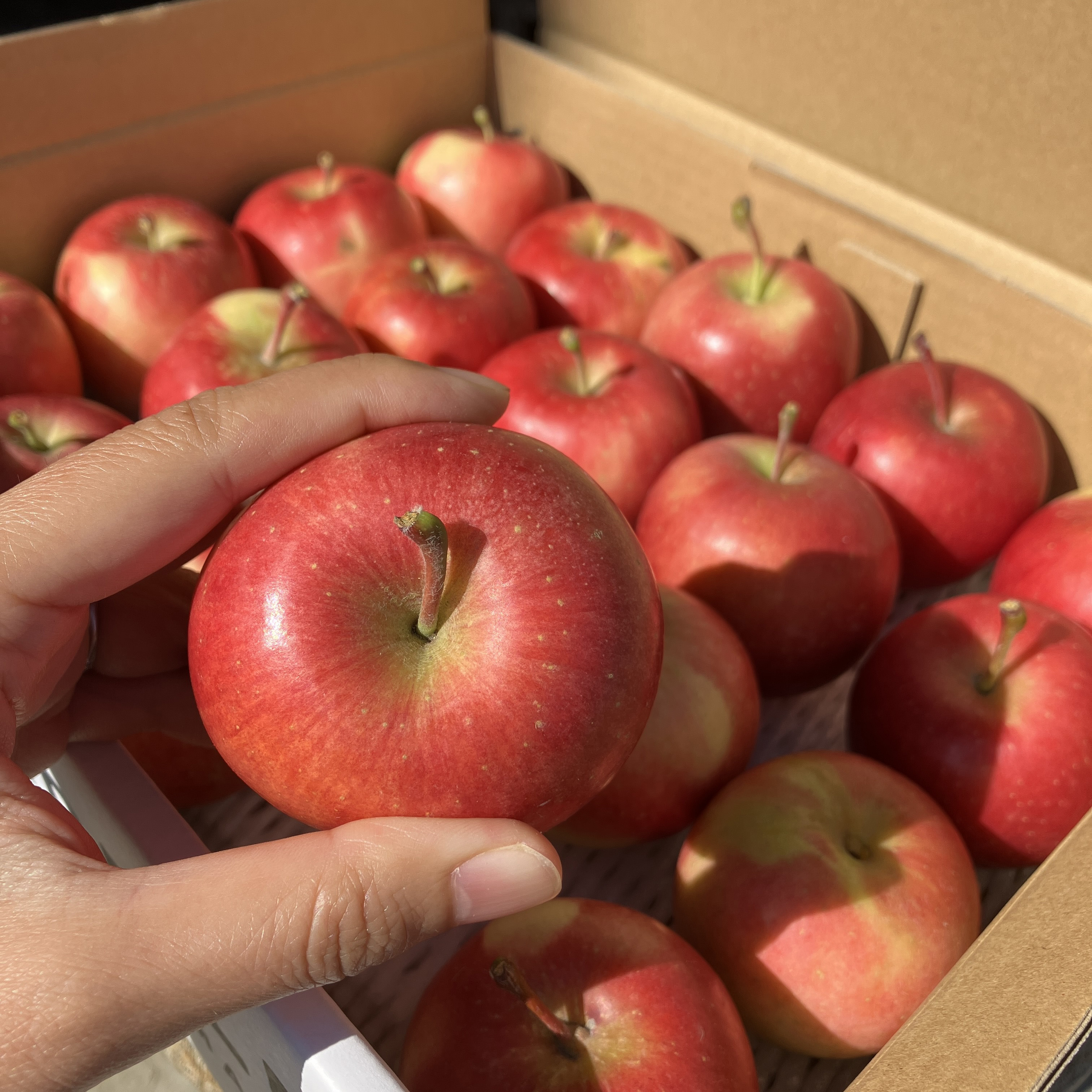 【送料込】安祈世　極小玉2kgバラ詰め