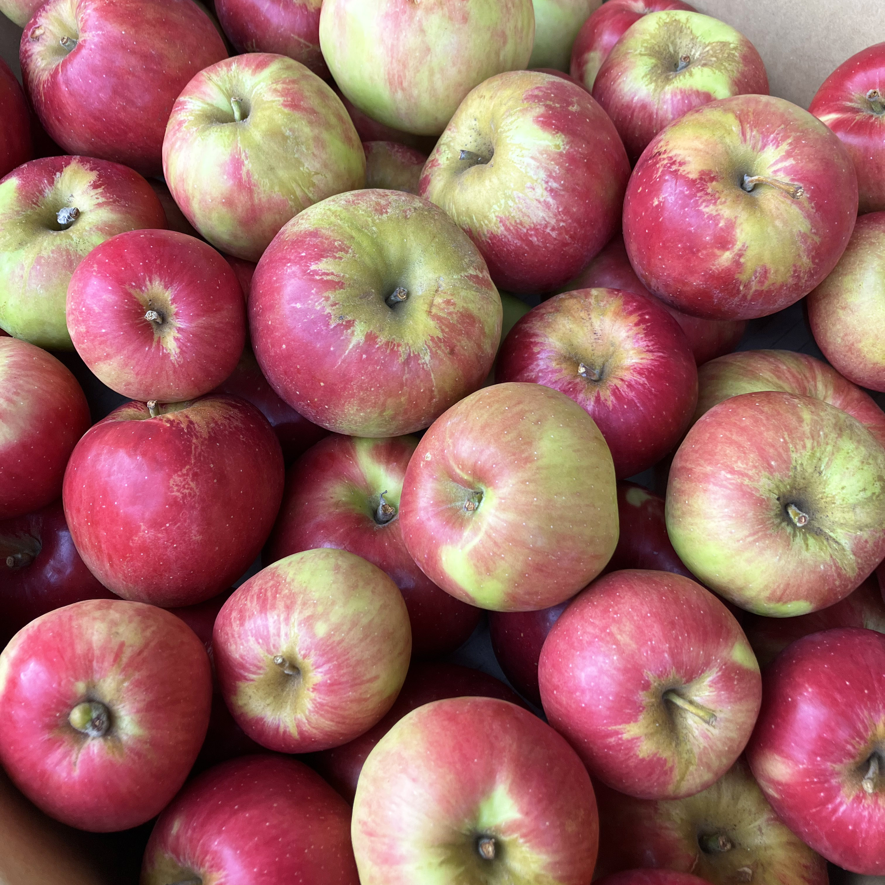 【送料込】規格外・訳あり加工用 紅玉10kg