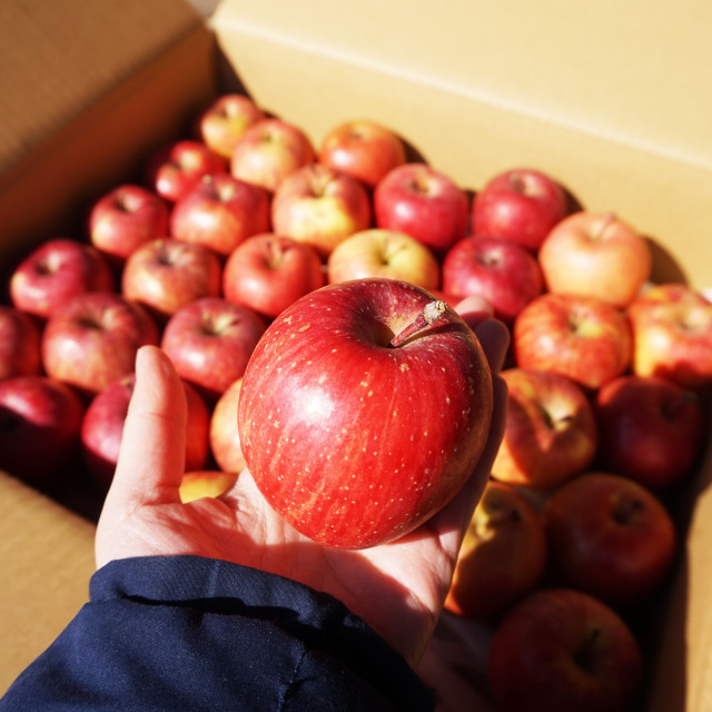 【送料込】赤りんご丸かじり小玉サイズ4kg　大容量でお得