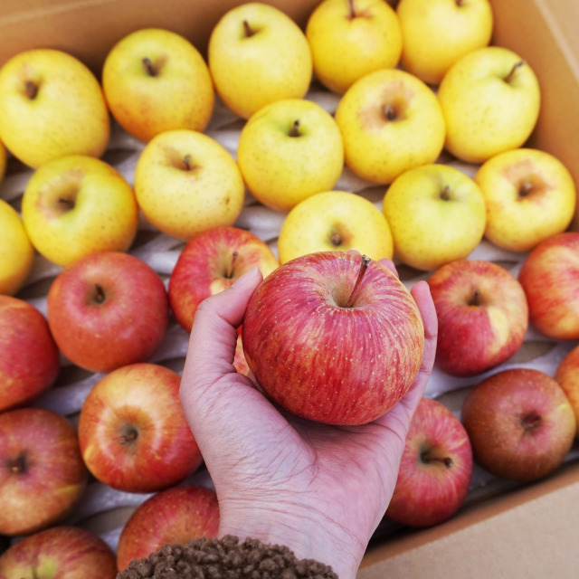 【送料込】赤・黄小玉りんご2種類食べ比べ4kg