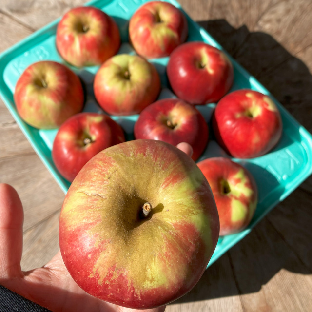 【送料込】訳ありご家庭用 紅玉