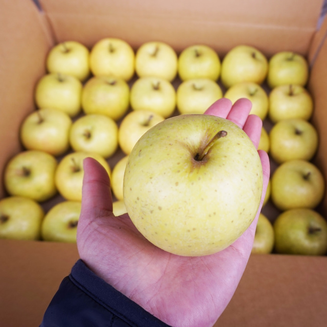 【送料込】黄りんご丸かじり小玉サイズ4kg