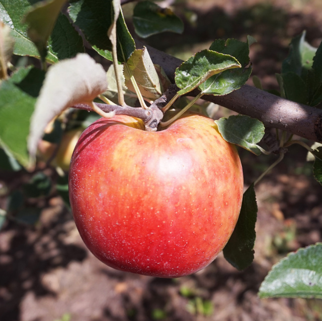 特別栽培りんご サンつがる 良品 青森県弘前市産 葉とらず