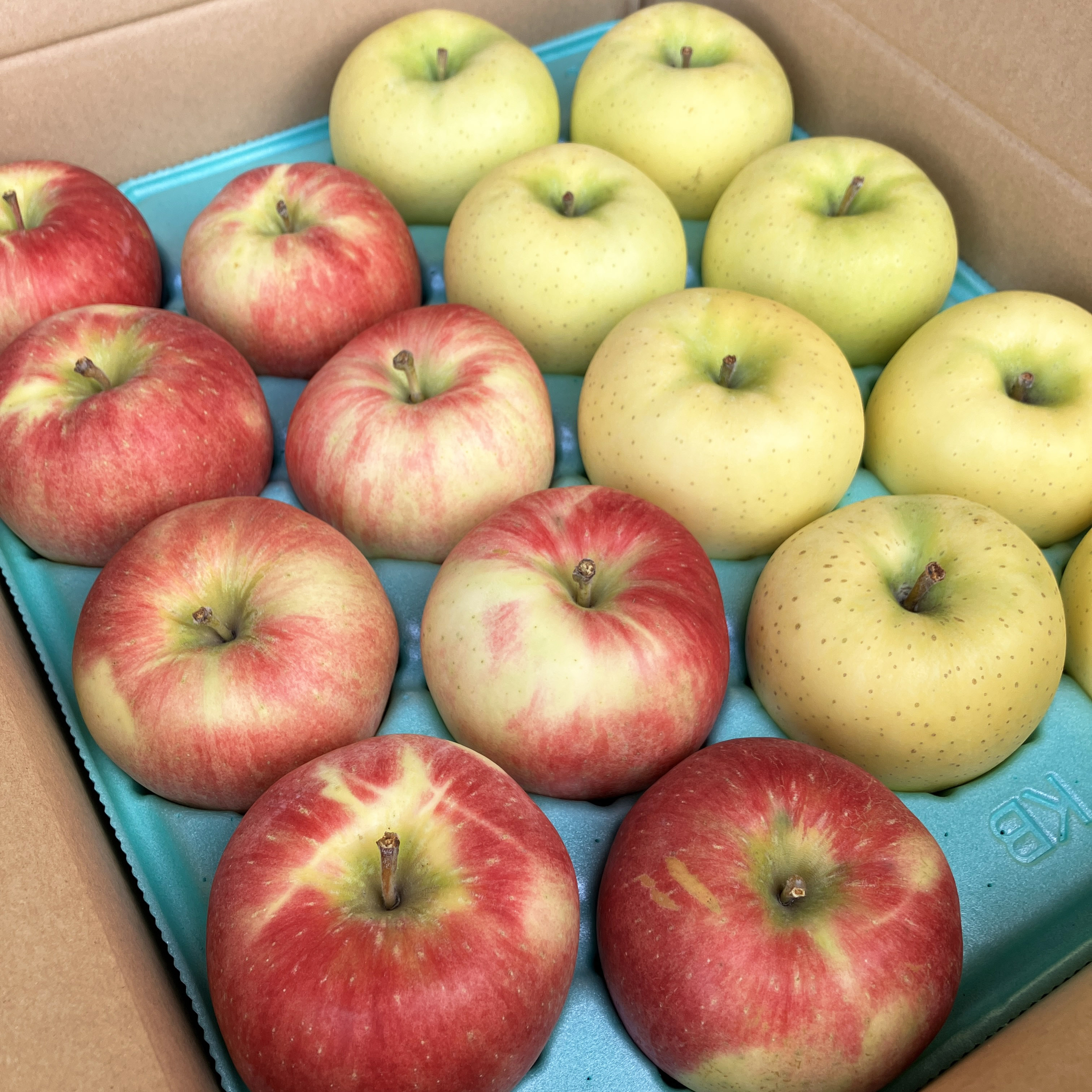 特別栽培りんご2種類食べ比べセット キズなし良品だからギフトや