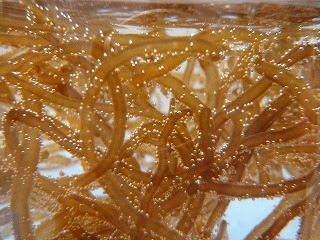 採れたて活モズク 【500g】 | もずく通販ならイトサン