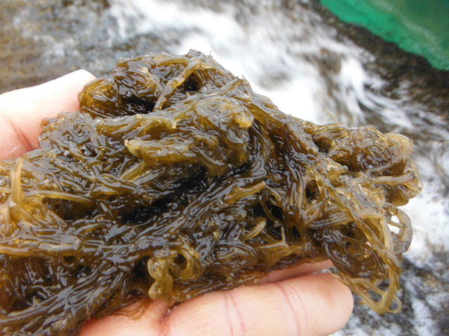 採れたて活モズク 【500g】 | もずく通販ならイトサン