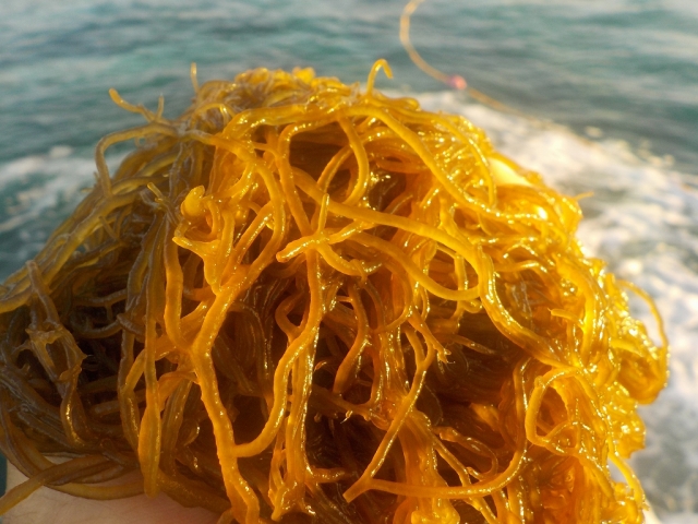 イトサンの塩もずく【400g】 ネコポスお届け