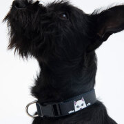 リップンディップ RIPNDIP 首輪 ペットカラー PEEK A NERM WEB COLLAR 犬用首輪 猫用首輪 ペット用品