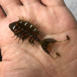 踊る接骨院(ベイビー)　2.5　グリパンペッパー