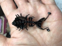 踊る接骨院(ベイビー)　2.5　ソリッドブラック