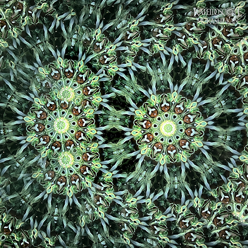 万葉想華