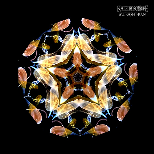 万華鏡：オイルチェンバー】透明な花シリーズ/琥珀：細井厚子