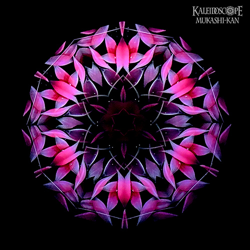 万華鏡：オイルチェンバー】透明な花シリーズ/暗室の薔薇：細井厚子