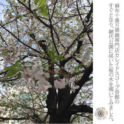 吉野桜