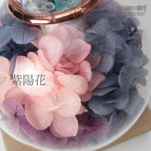 雨上がりの紫陽花