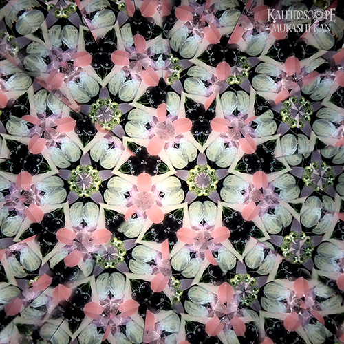 初桜