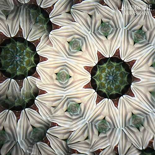 Oasis