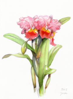 志村好子「カトレア」水彩（画寸252×332mm）