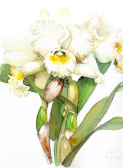 志村好子「カトレア（白）」(水彩画）画寸317×409mm）
