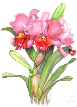 志村好子「カトレア（赤）」(水彩画）画寸317×409mm）