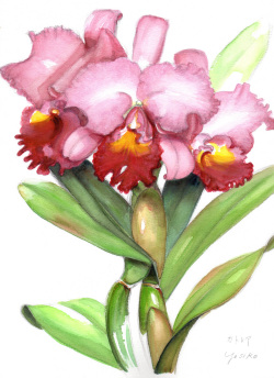 志村好子「カトレア（赤）」(水彩画）画寸317×409mm）