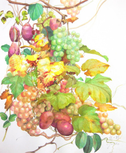 志村好子「秋の庭（アケビ・ブドウ）」(水彩画）画寸378×454mm）