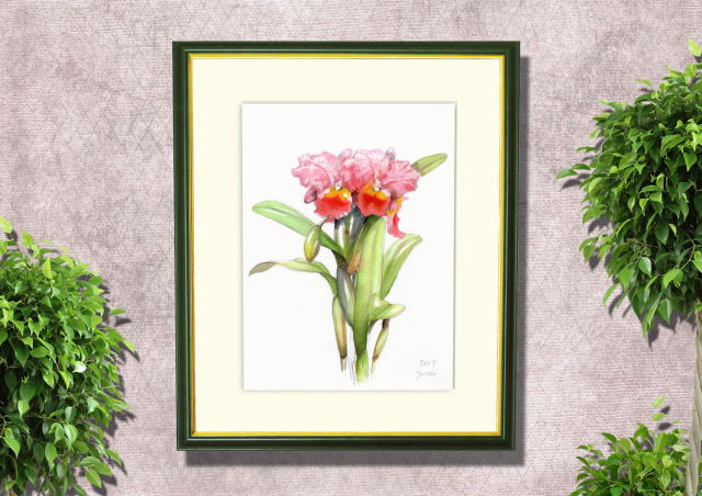 志村好子「カトレア」水彩画（絵寸252×332・額寸377×454mm）