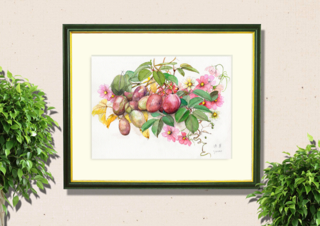 志村好子「通草（アケビ）」水彩画（絵寸250×330・額寸377×454mm）