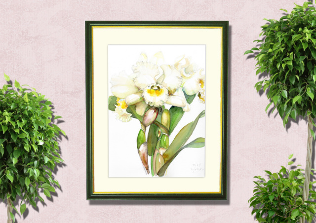 志村好子「カトレア（白）」水彩画（絵寸317×409・額寸392×507mm）