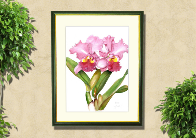 カトレア（ピンク）」志村好子・水彩画（絵寸317×409・額寸392×507mm）
