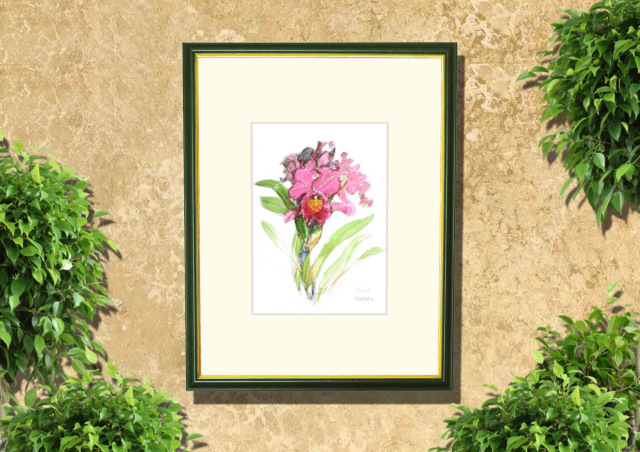 カトレア」志村好子・水彩画（絵寸160×242・額寸318×410mm）