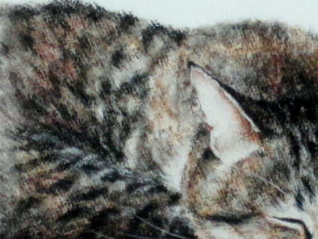 猫の絵・山中翔之郎・パステル画「すね枕」 額寸・397×473mm