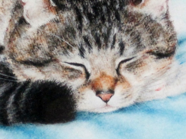 猫の絵・山中翔之郎・パステル画「すね枕」 額寸・397×473mm