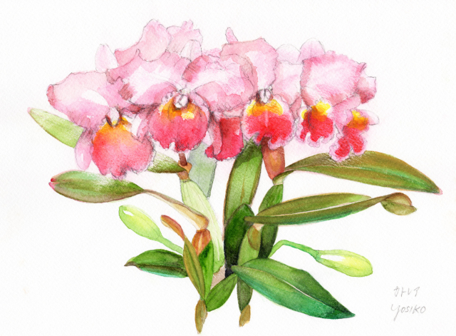 カトレア」水彩画（絵寸252×332・額寸377×454mm）志村好子