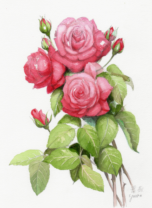 志村好子「薔薇(赤）」水彩画（絵寸250×330・額寸377×454mm） 
